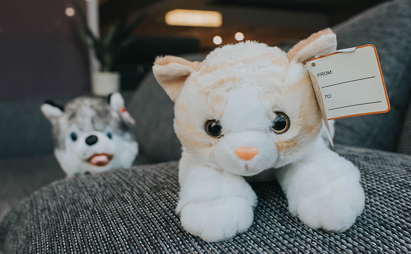 Sedežna garnitura in domače živali Kavč privlači tudi domače živali