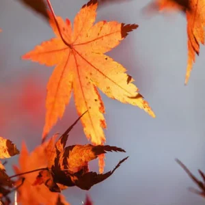 Letošnjo zimo se ogrejte s klimo!