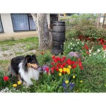 ROTO SOD ZA DEŽEVNICO 150 L SLIM - slika 14