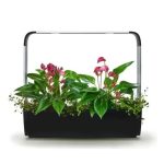 PAMETNI CVETLIČNI LONEC TREGREN T12 ČRN KUHINJSKI VRTIČEK - slika 4