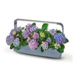 PAMETNI CVETLIČNI LONEC TREGREN T12 SIV KUHINJSKI VRTIČEK - slika 4