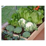 DODATNI KOMPLET ZA KAPLJIČNO NAMAKANJE PALRAM ZA RASTLINJAK - slika 8