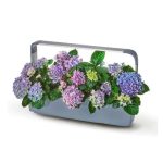 PAMETNI CVETLIČNI LONEC TREGREN T12 SIV KUHINJSKI VRTIČEK - slika 8