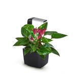 PAMETNI CVETLIČNI LONEC TREGREN T3 ČRN KUHINJSKI VRTIČEK - slika 5